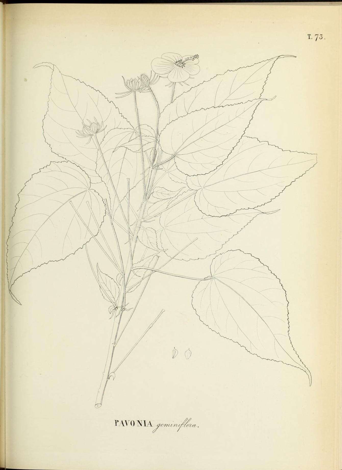 Image of Pavonia geminiflora Moric.
