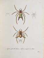 Image de Araneidae