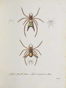 Image of orb weavers