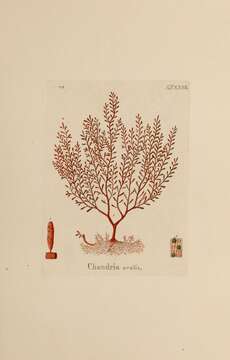 Image of Gastroclonium ovatum