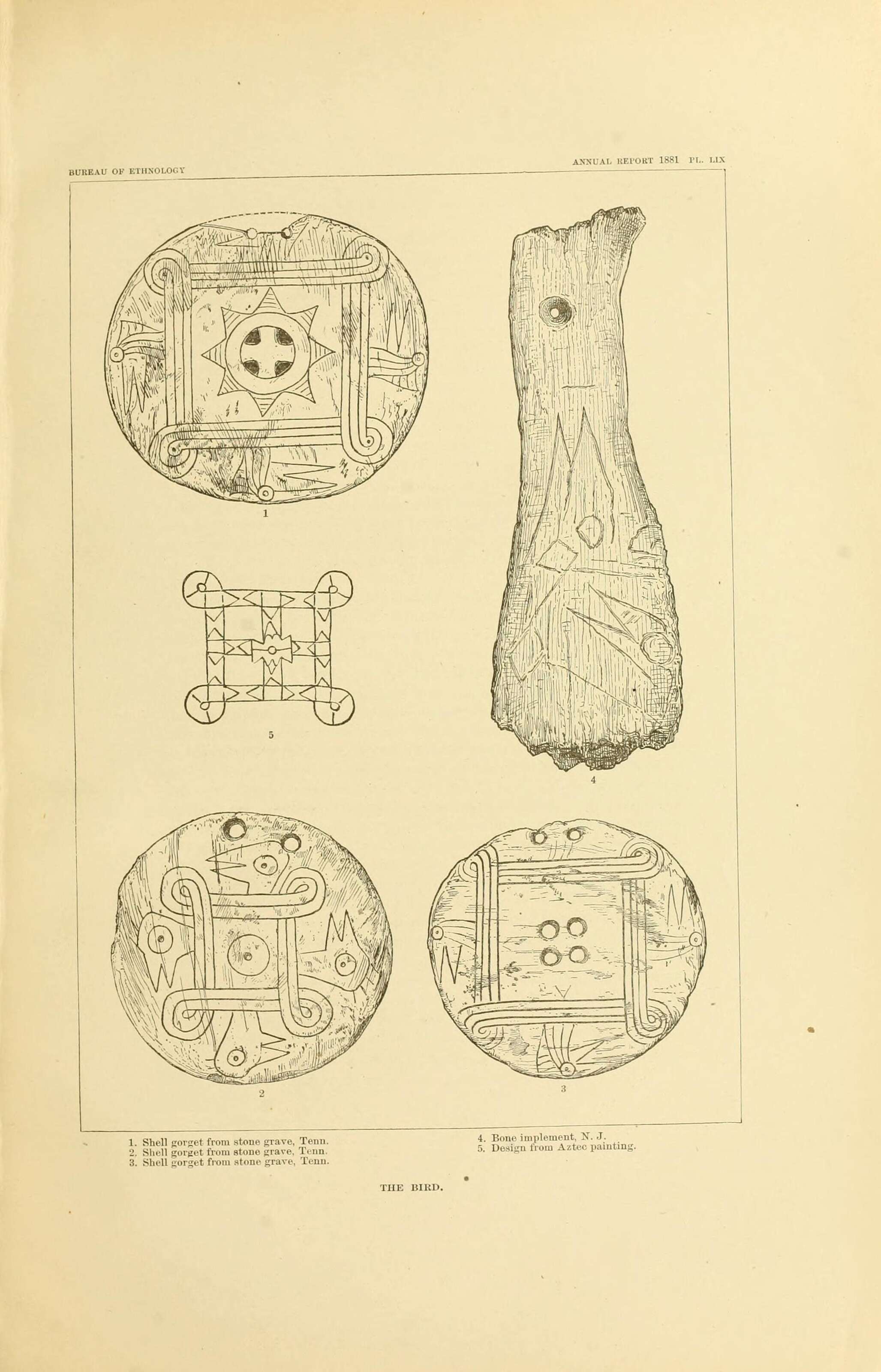 صورة Busycon Röding 1798