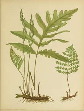 Image of sensitive fern