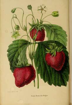 Image of strawberry