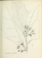 Solanum polytrichum Moric. resmi