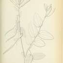 Image of Bauhinia acuruana Moric.