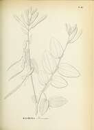 Image of Bauhinia acuruana Moric.