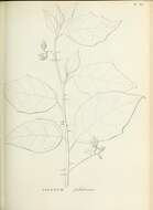 Image of Solanum paludosum Moric.