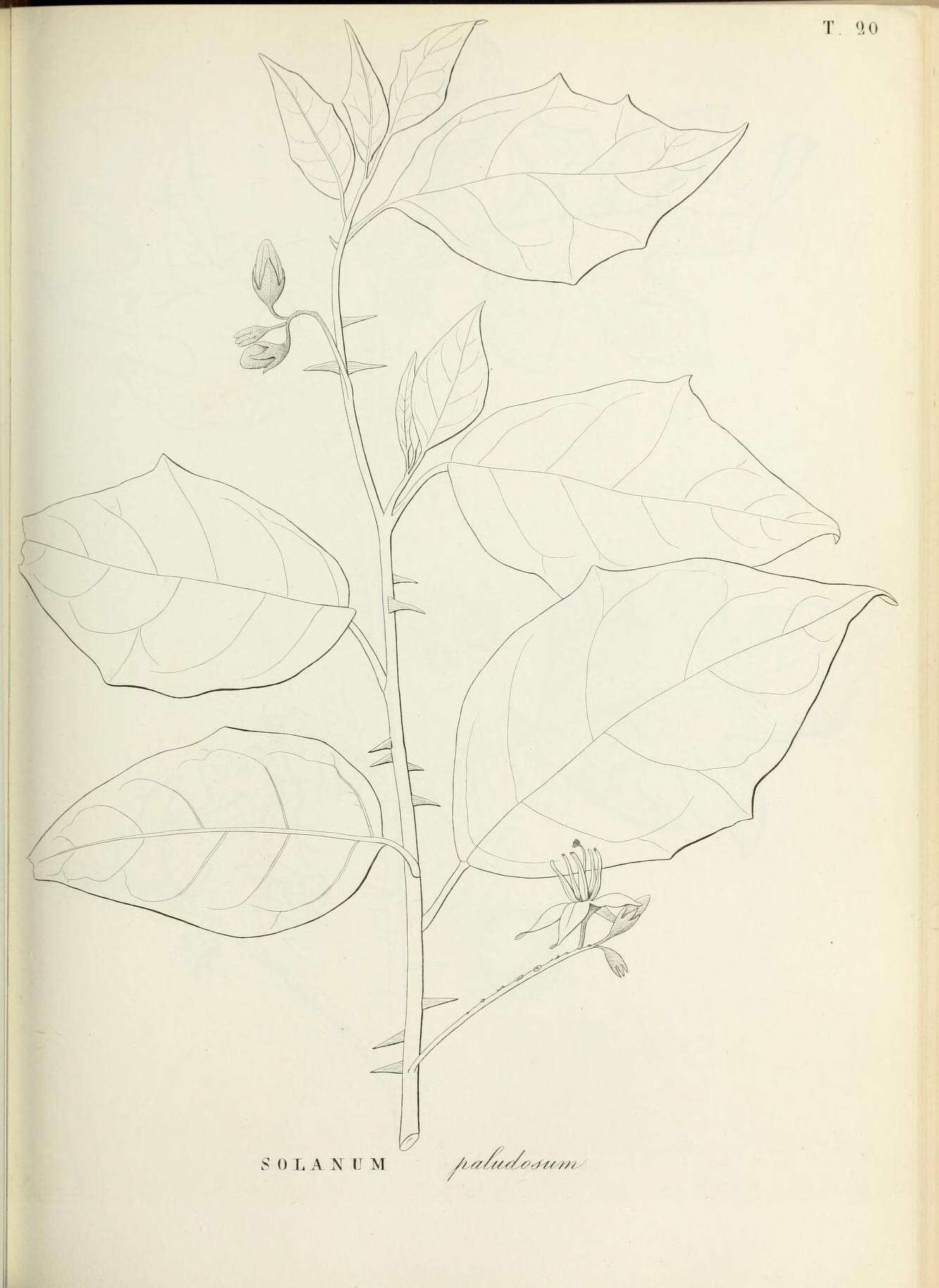 Image of Solanum paludosum Moric.