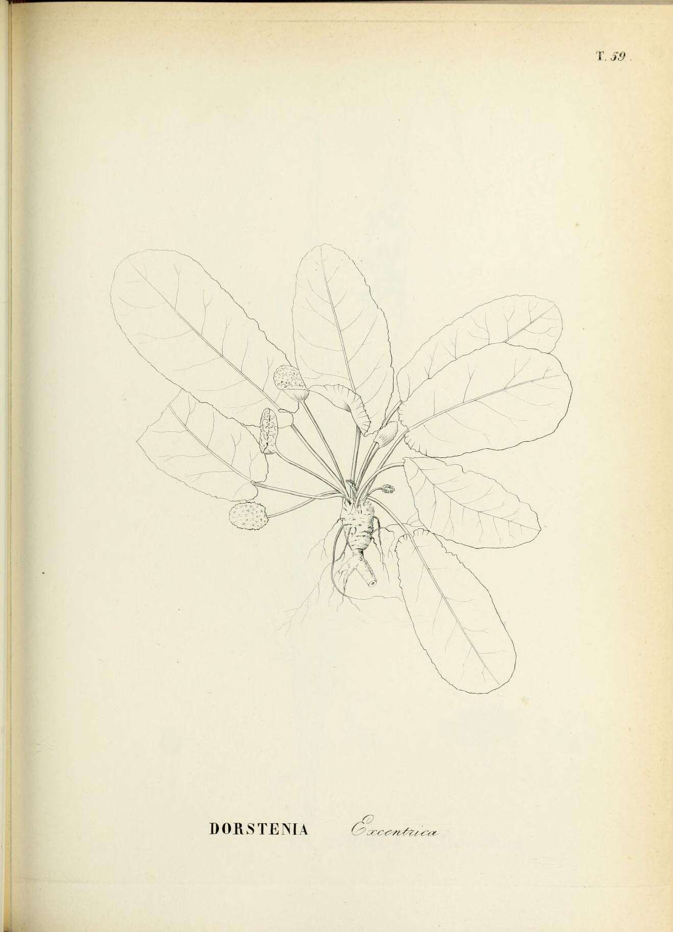 Image of Dorstenia excentrica Moric.