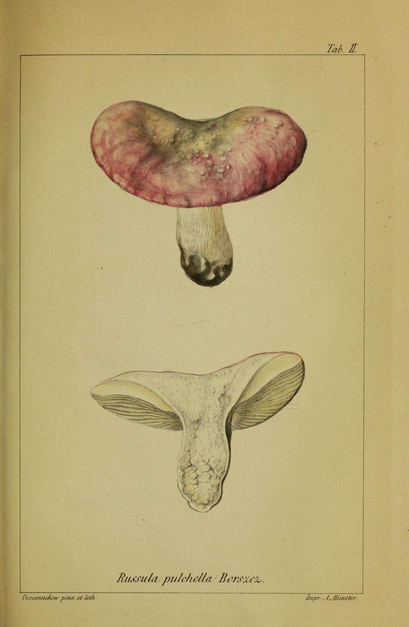 Image of Russula exalbicans (Pers.) Melzer & Zvára 1927