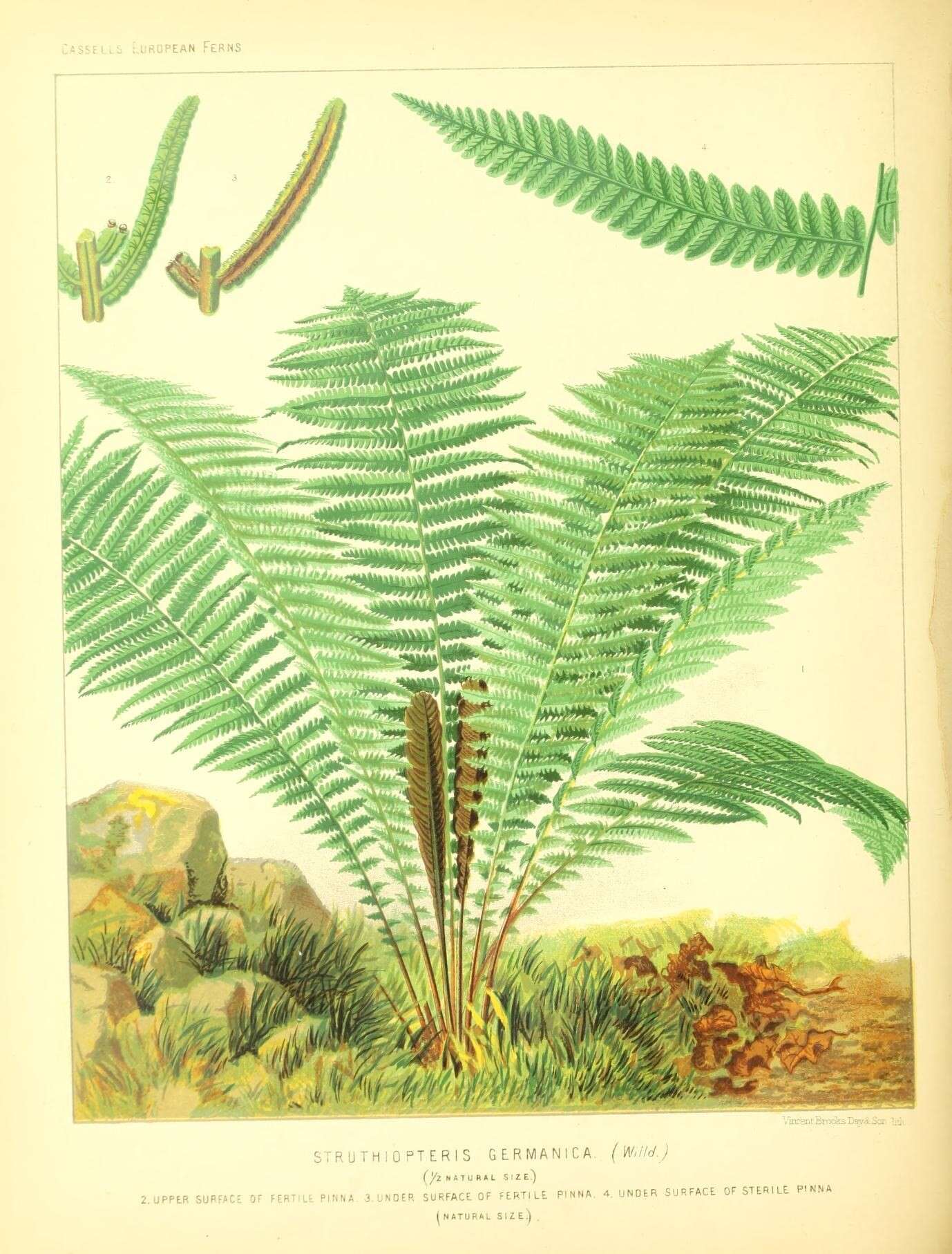Image of Onocleaceae