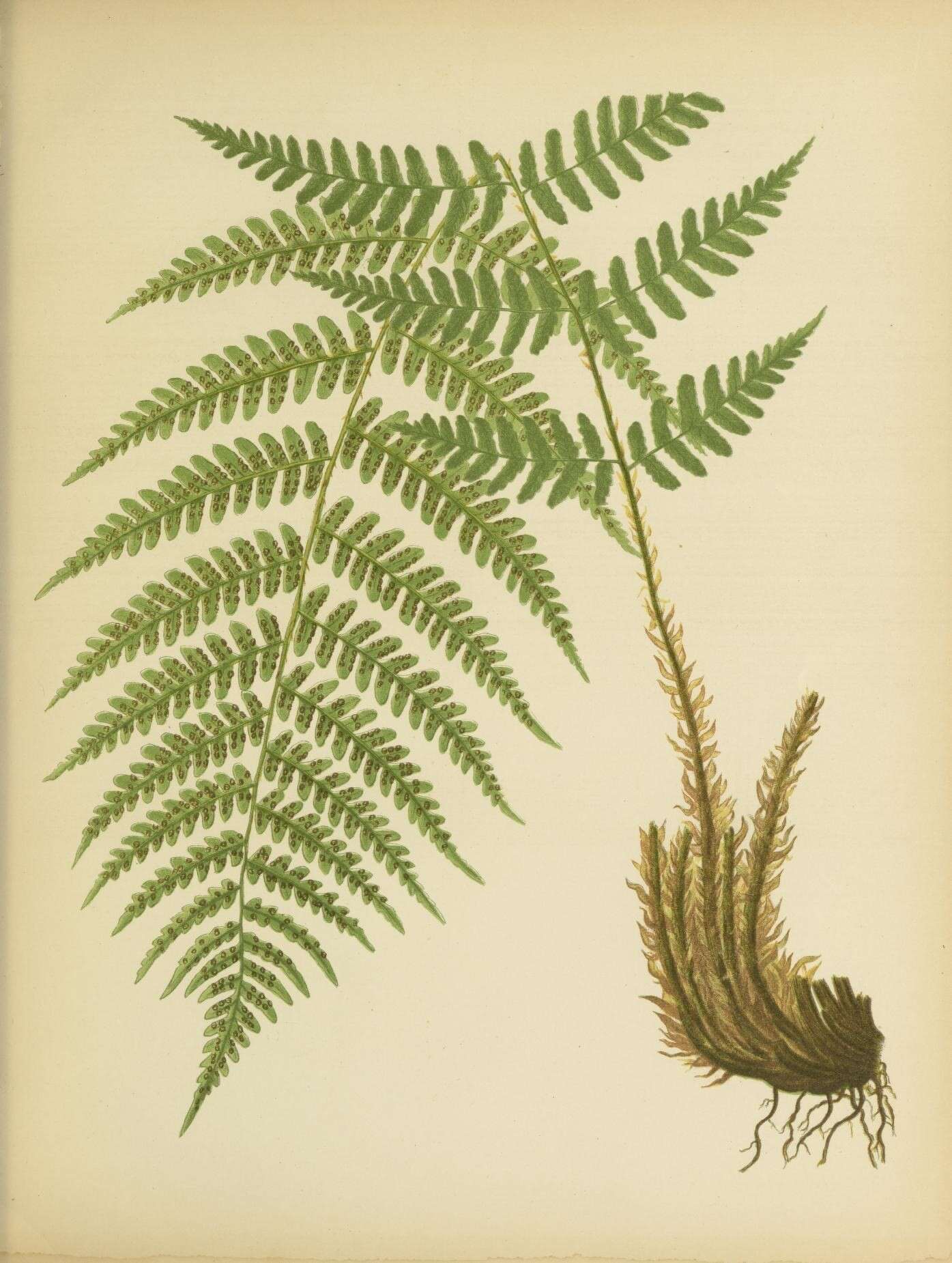 Image of marginal woodfern