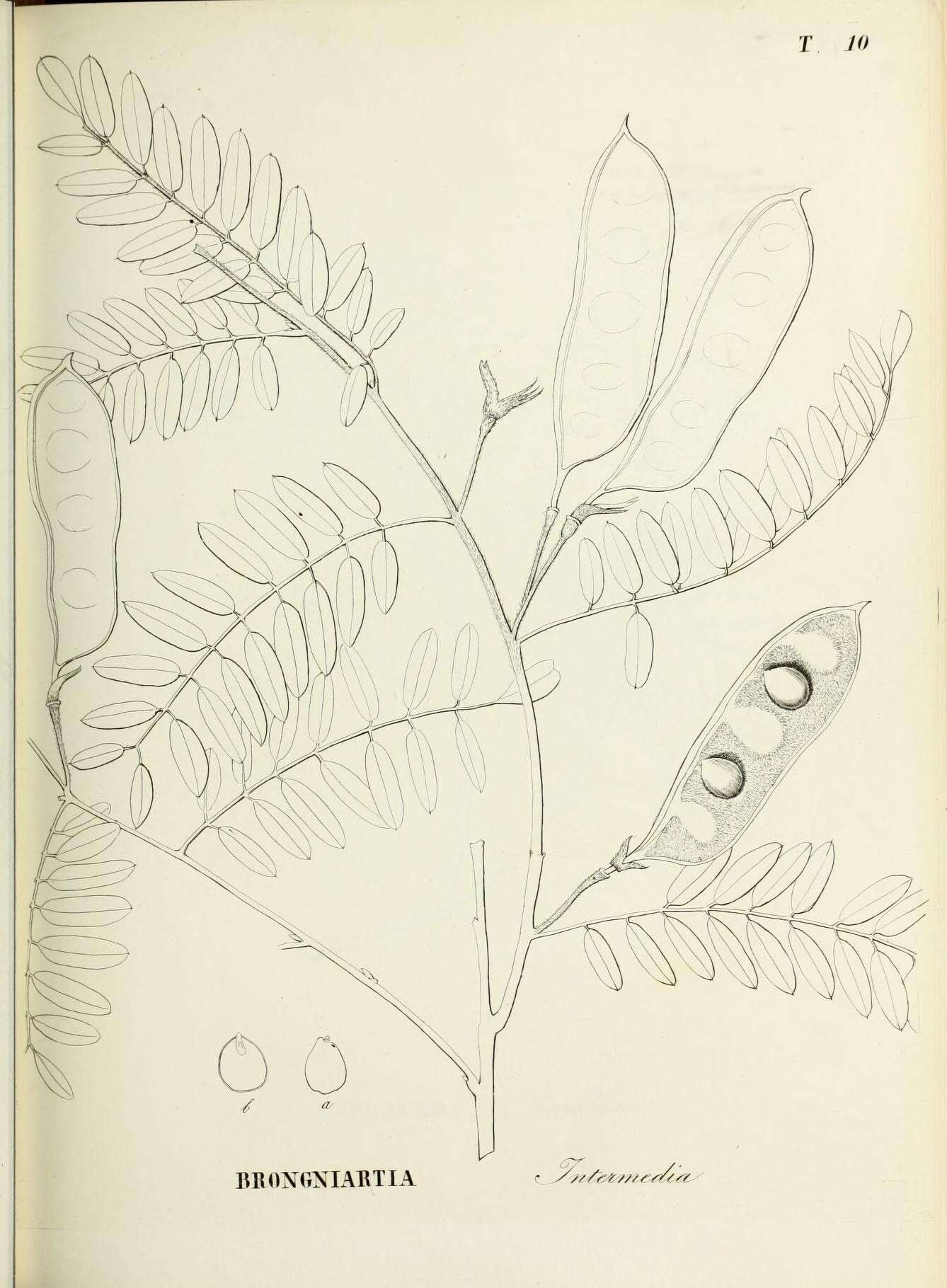 Image of Brongniartia intermedia Moric.