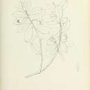 Image of Gordonia barbinervis (Moric.) Walp.