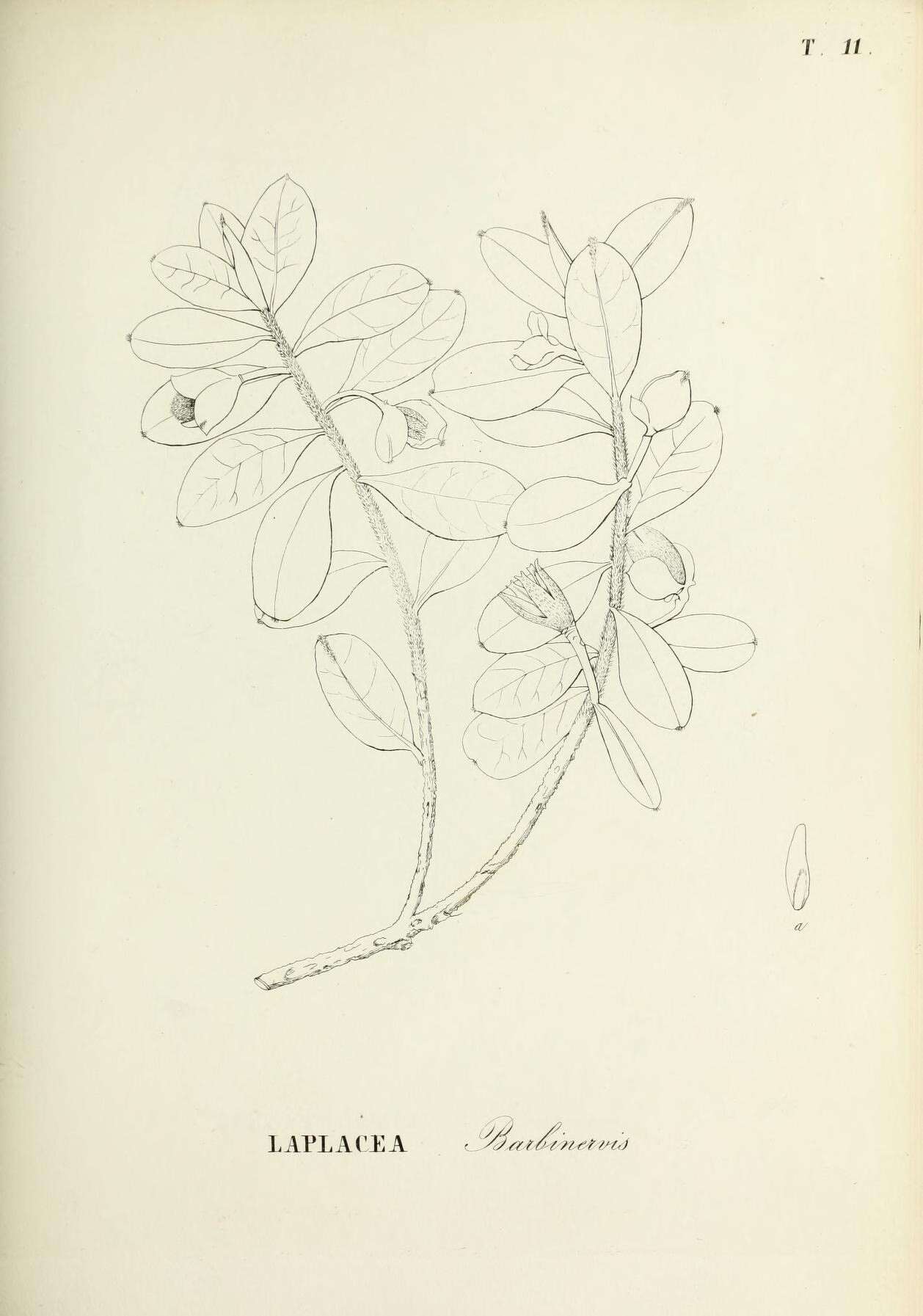 Image of Gordonia barbinervis (Moric.) Walp.