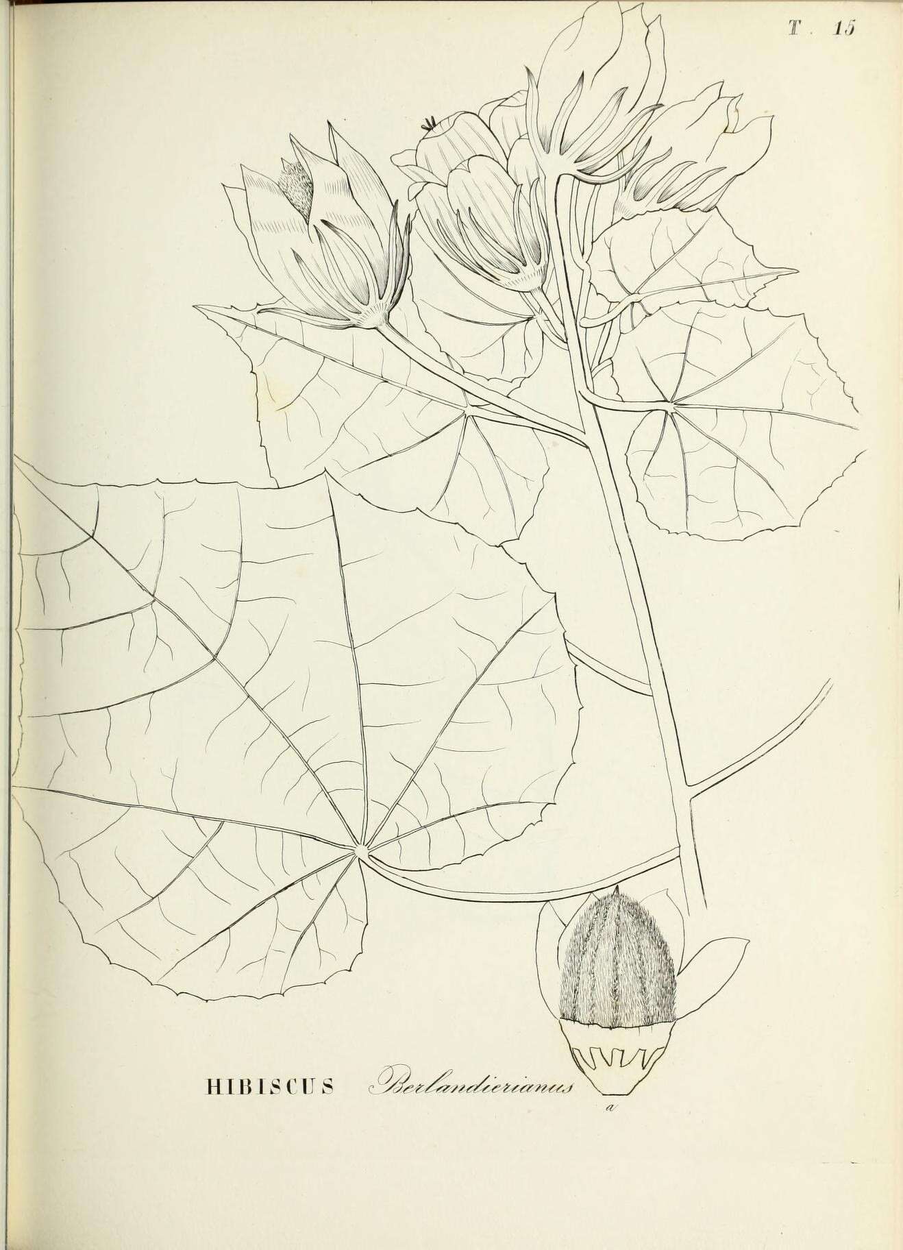 Image of Hibiscus clypeatus subsp. clypeatus