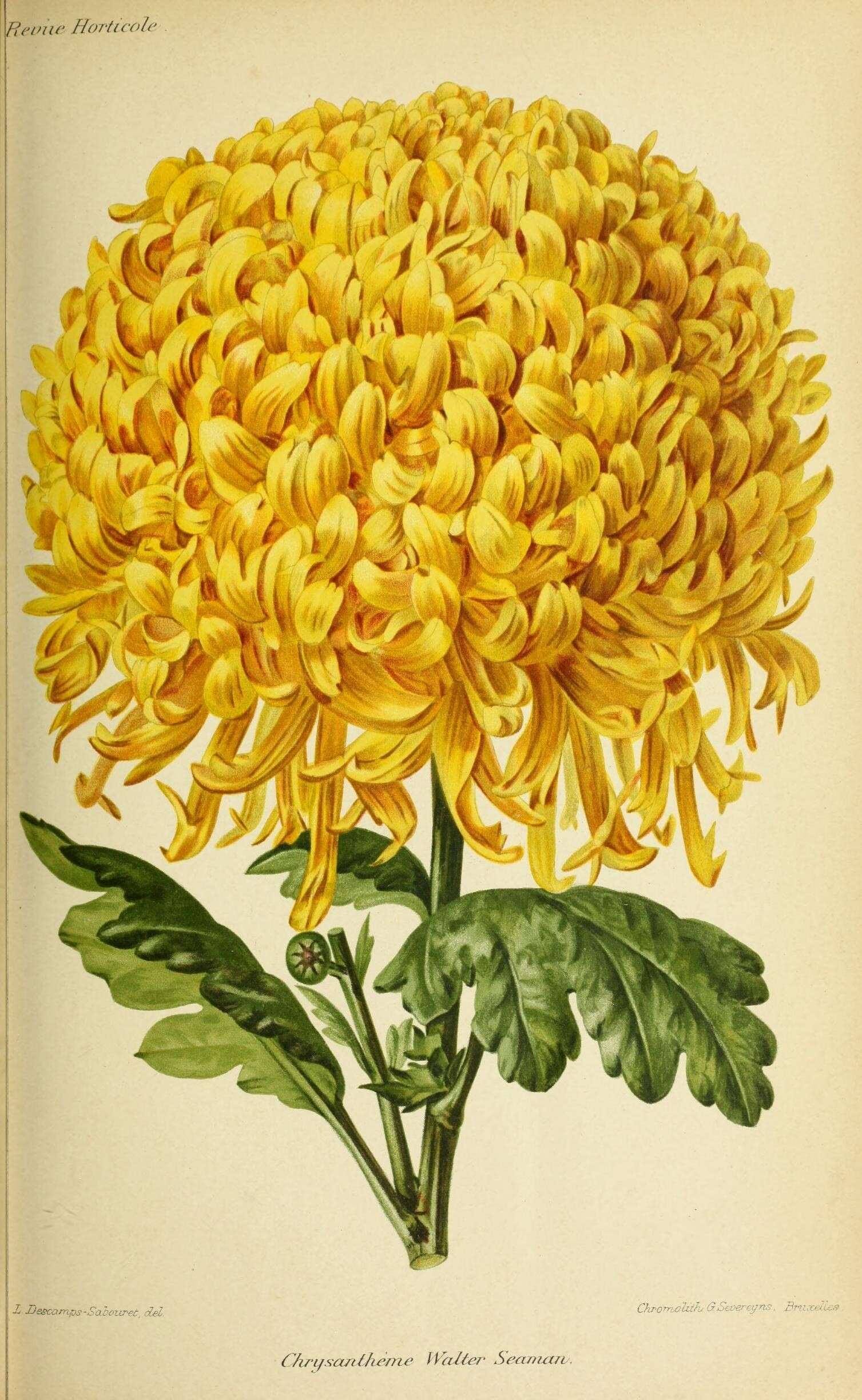 Image de Chrysanthemum