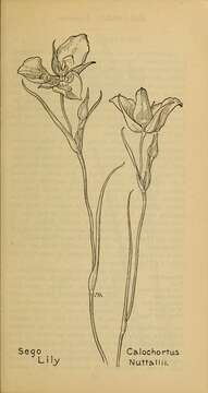 Image of sego lily