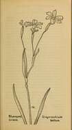 صورة Sisyrinchium bellum S. Watson
