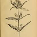 Image of Closed Bottle Gentian
