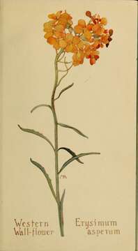 Image of western wallflower