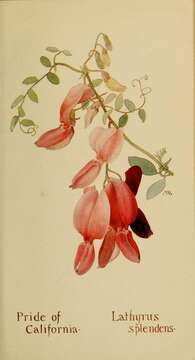 Lathyrus splendens Kellogg resmi