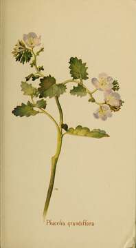 Image of largeflower phacelia