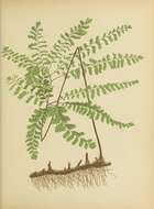 Image of Northern maidenhair fern