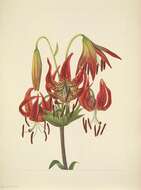 Image of turk's-cap lily