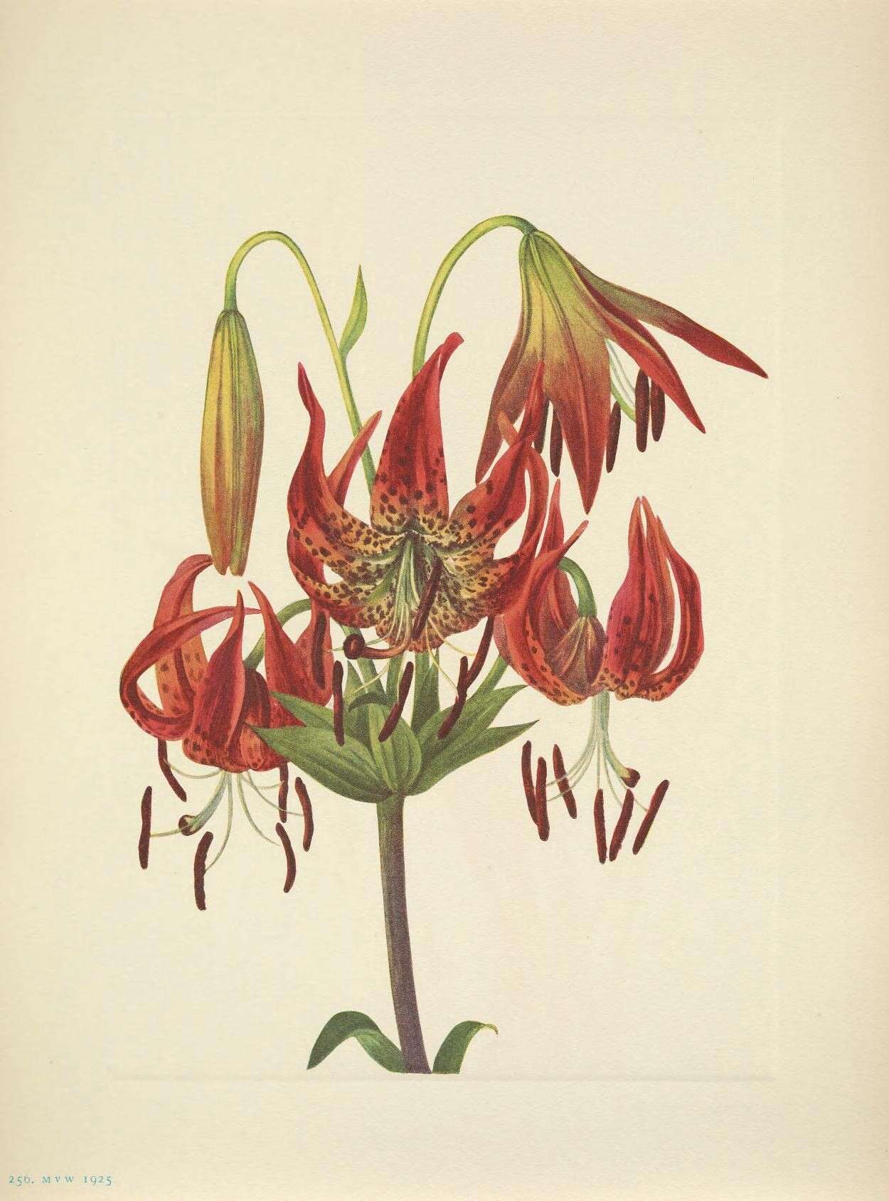 Image of turk's-cap lily