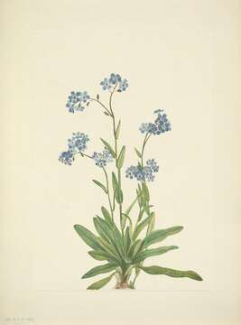 Image of Alpine forget-me-not