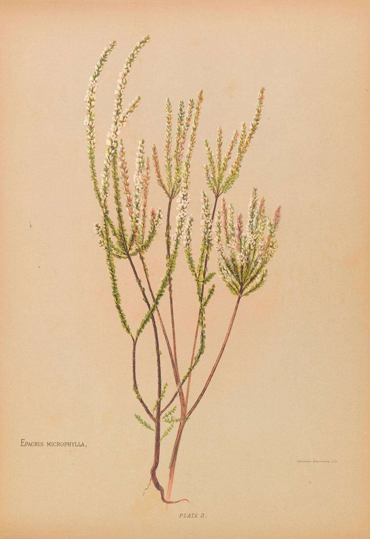 Sivun Epacris microphylla R. Br. kuva