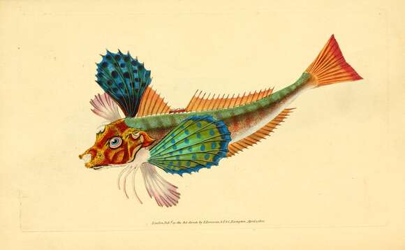 Image of Trigilidae