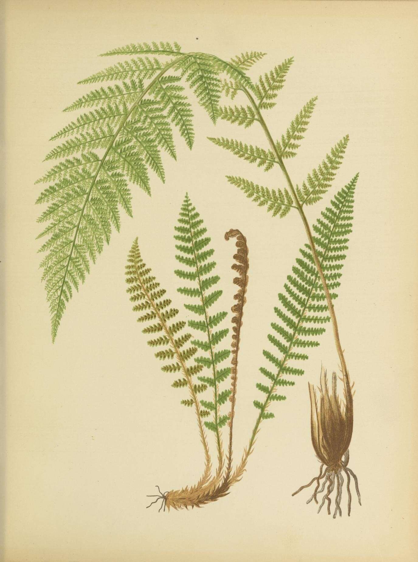 Image of alpine lady-fern