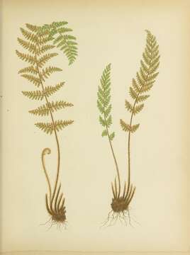 Image of Woolly lipfern