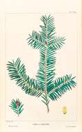 Image of Canadian Yew