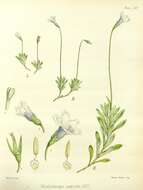 Wahlenbergia saxicola (R. Br.) A. DC. resmi