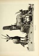 Image of Beisa Oryx