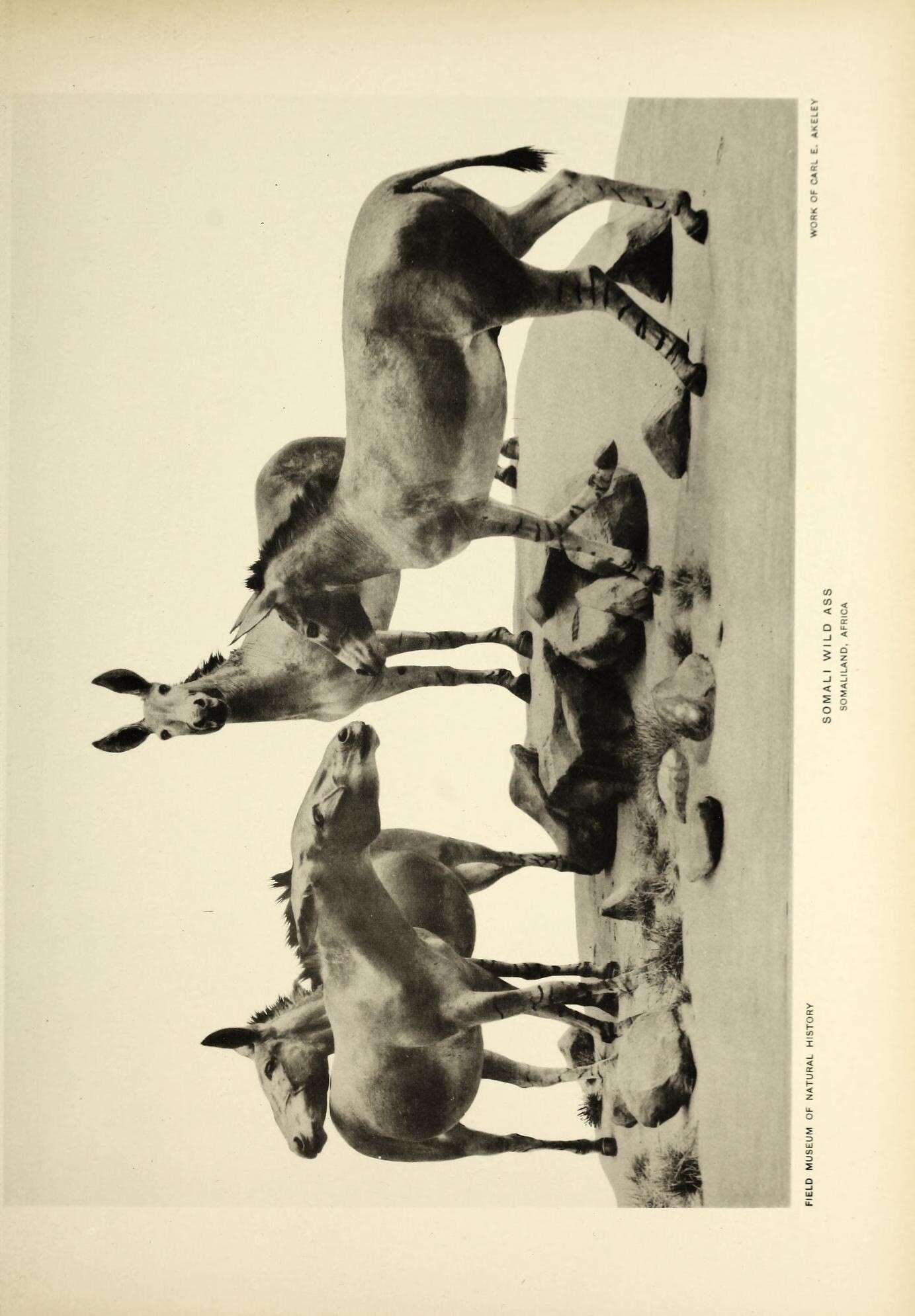 Image of Somali wild ass