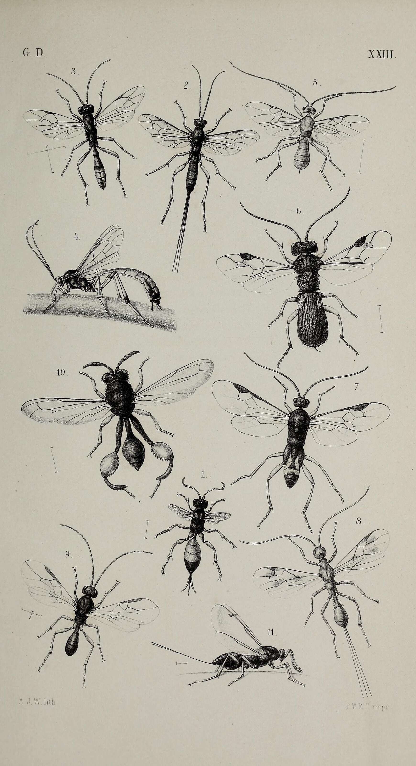 Image de Lissonota setosa (Geoffroy 1785)