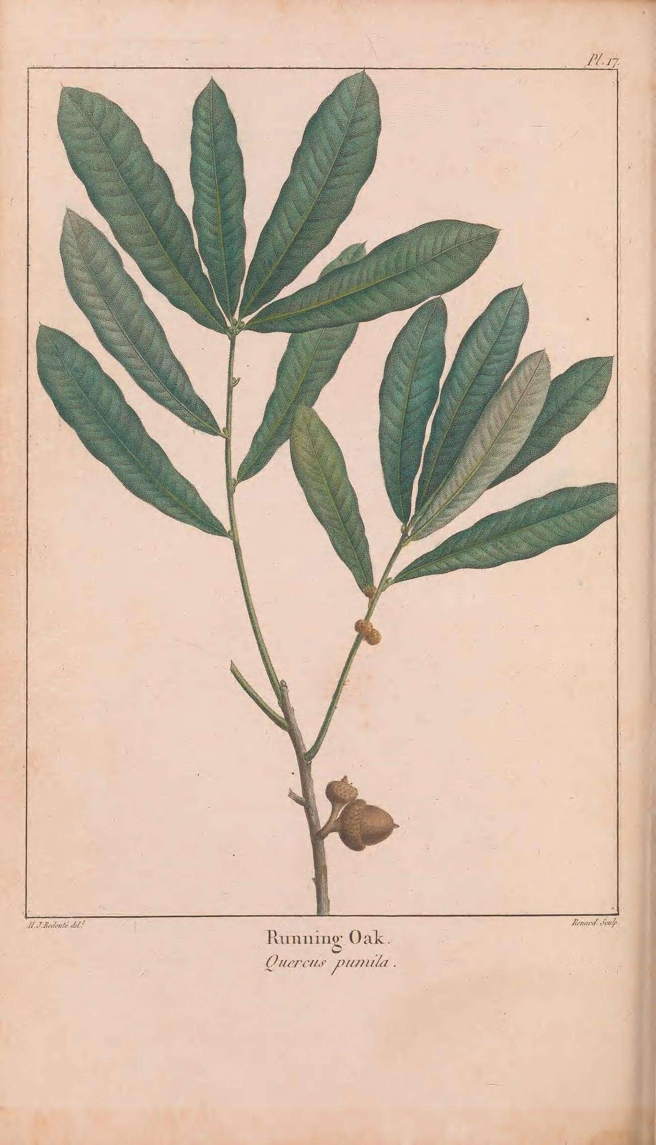 Sivun Quercus pumila Walter kuva