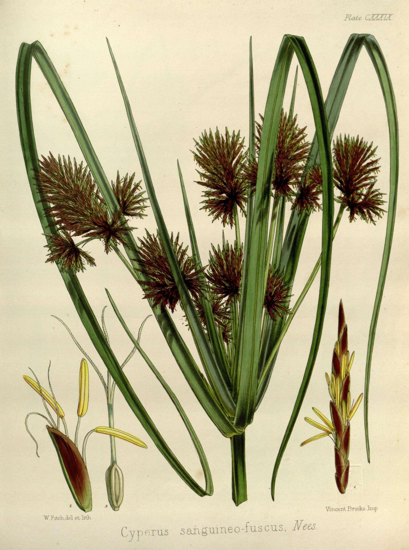 Image of sedges