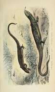 Lacerta agilis Linnaeus 1758 resmi