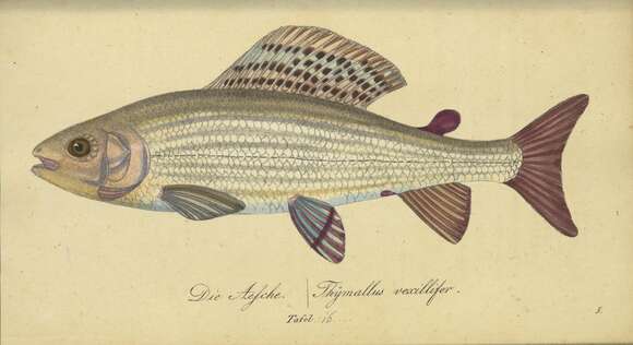 Image of grayling