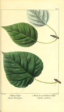 Image of balsam poplar