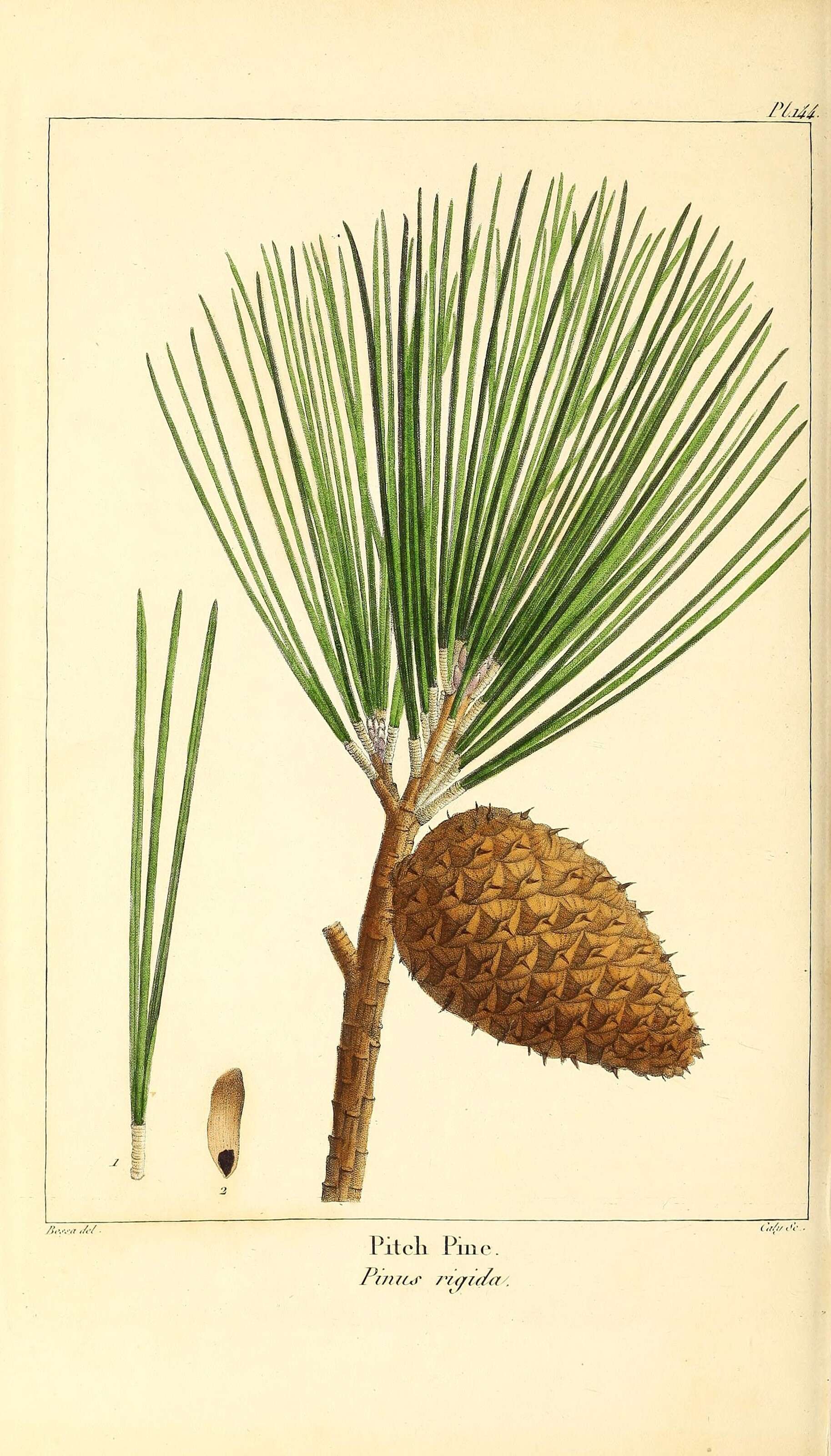 Image of pitch pine