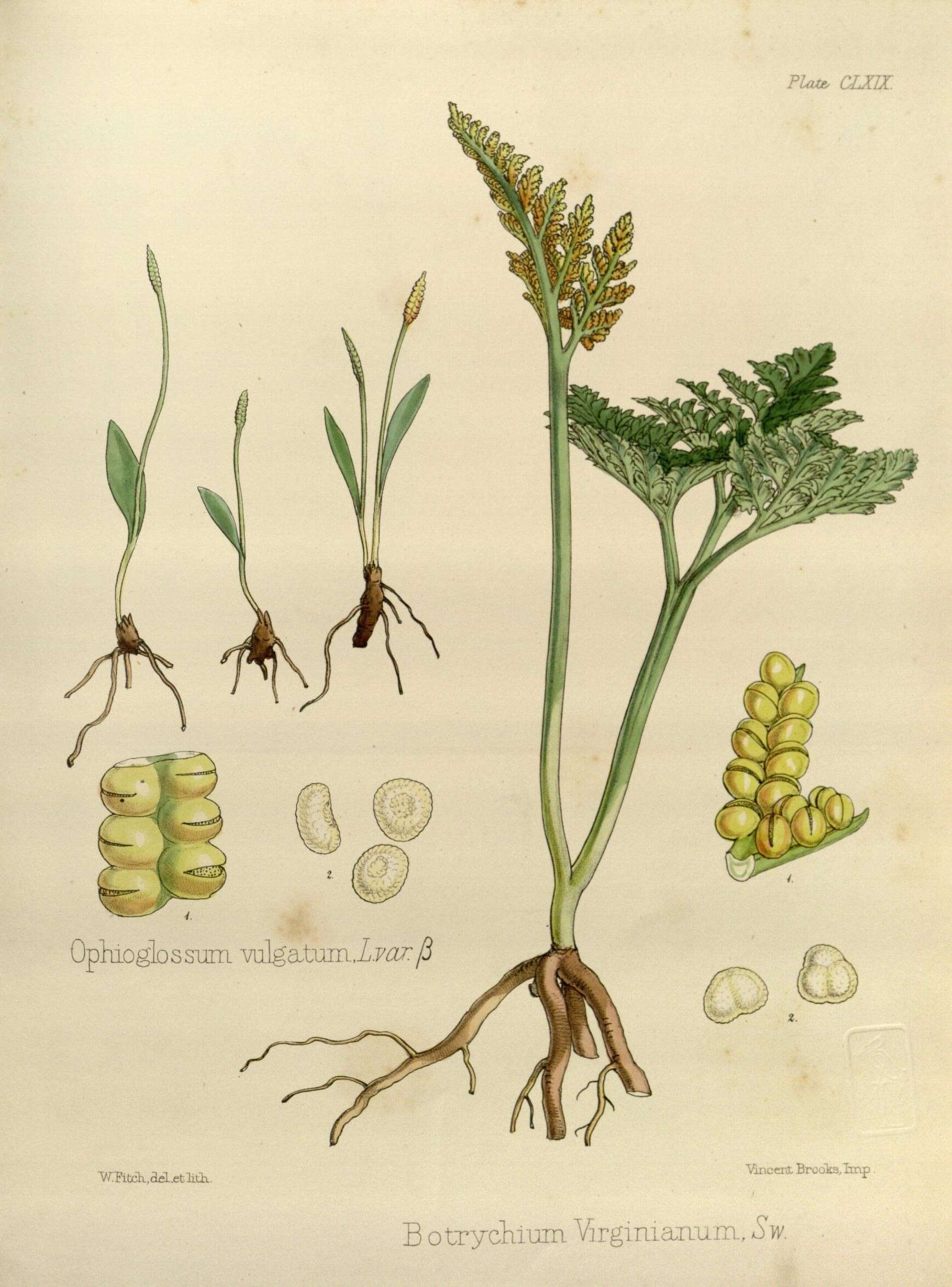 Ophioglossum vulgatum L. resmi