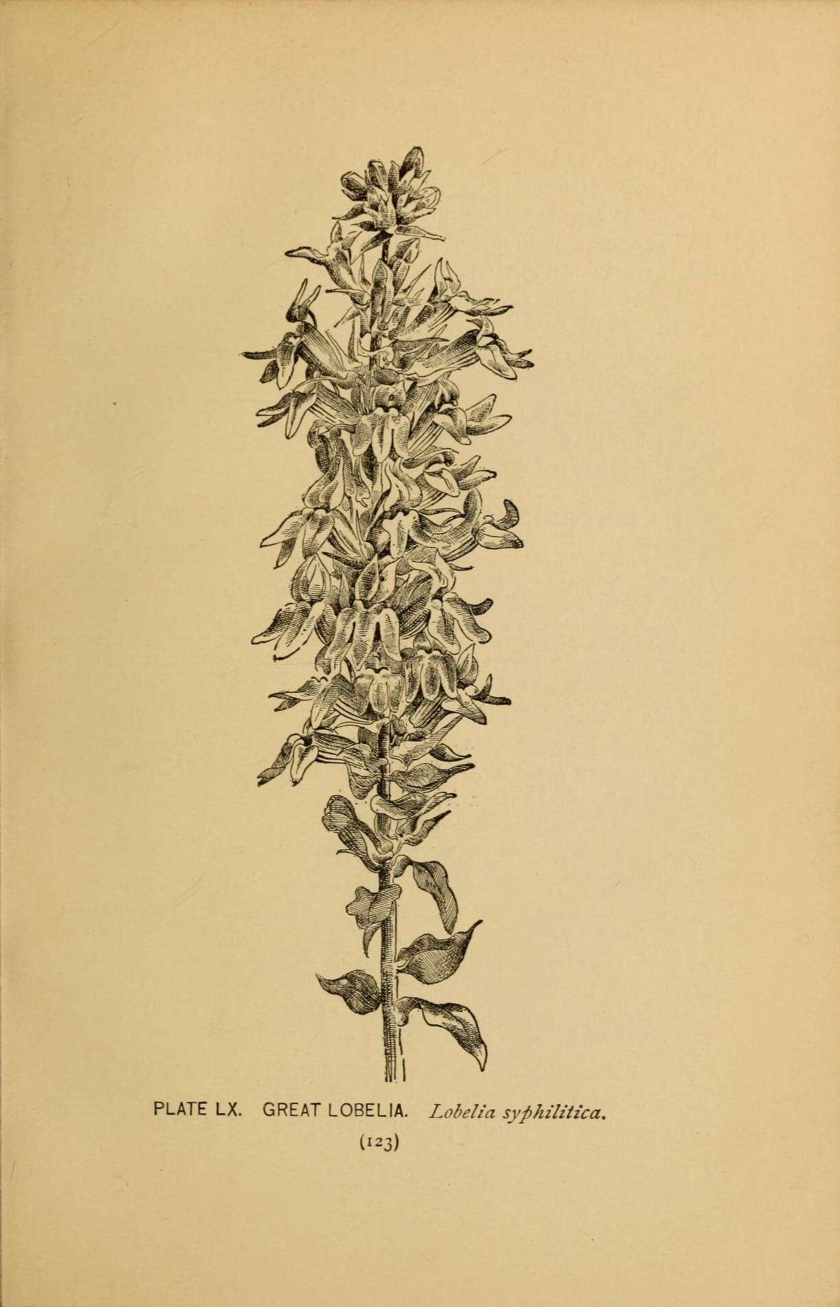 Image of bellflowers