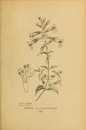 Image of figwort family