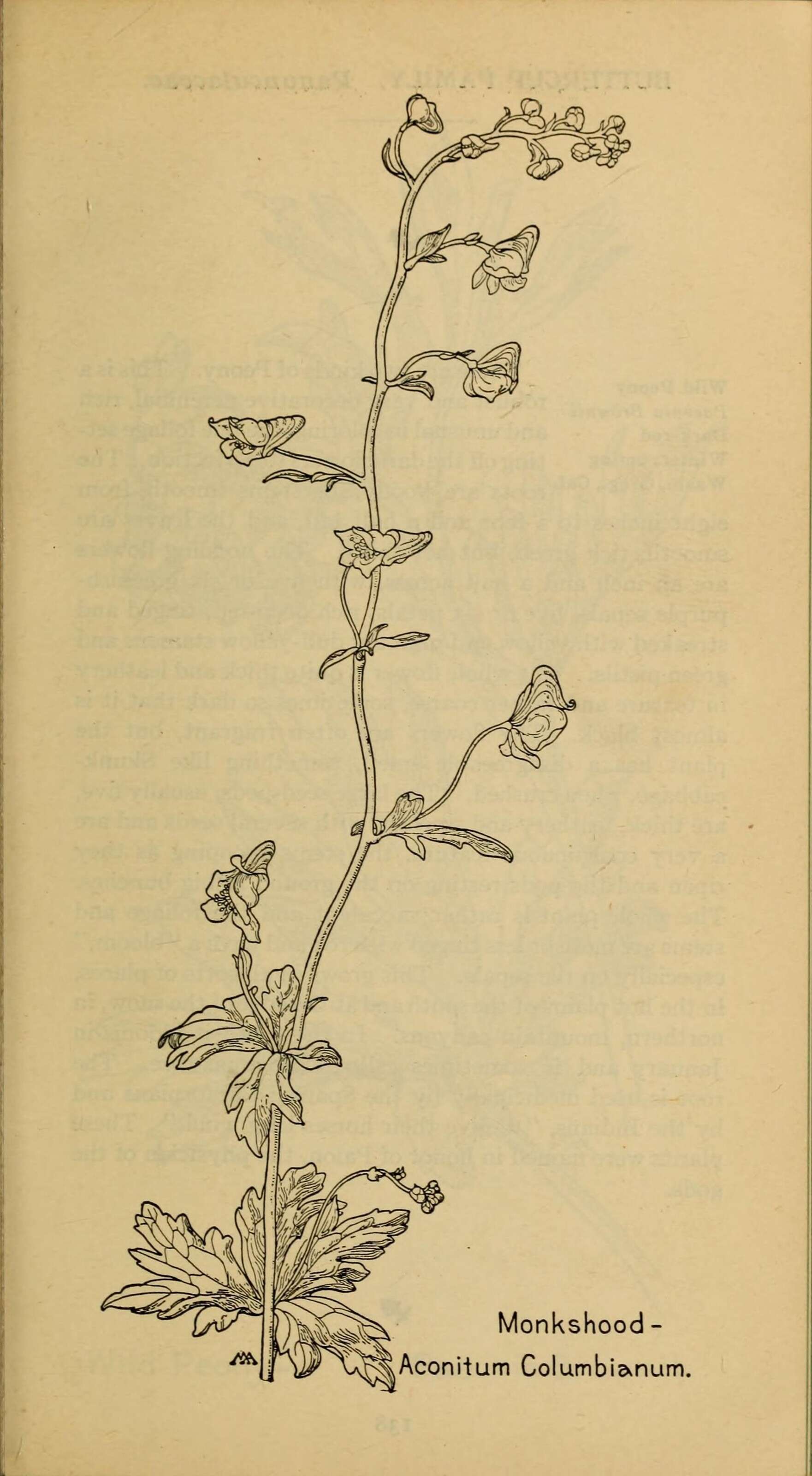 Image of Columbian monkshood